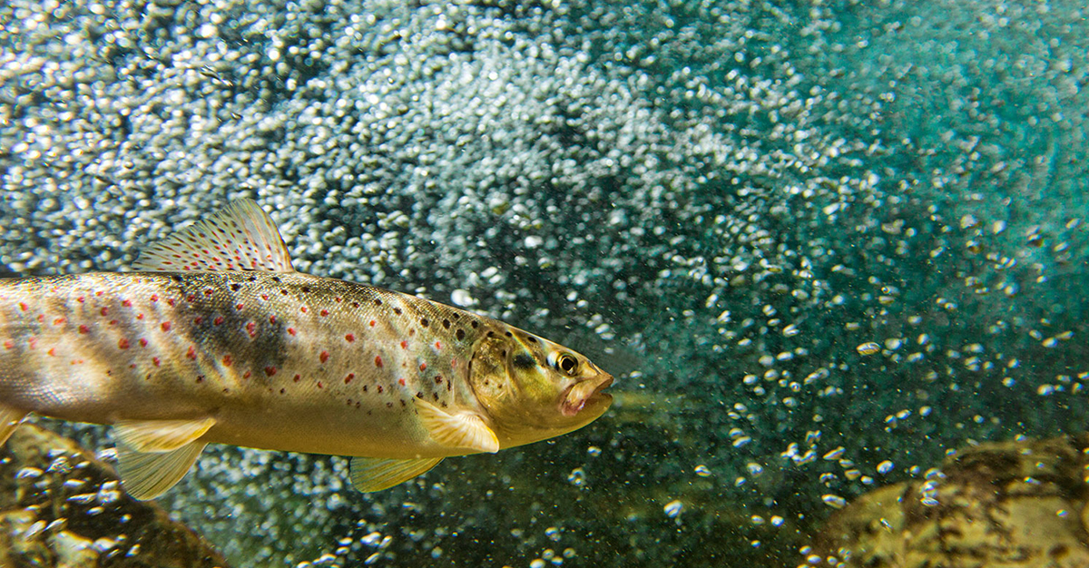 Fish Transport Portable Tanks, Carriers Air Water Fish