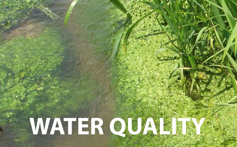 A photo of a lake showing algae, phytoplankton, and chlorophyll. The text 'water quality' is super imposed.